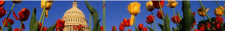 Capitol building and tulips